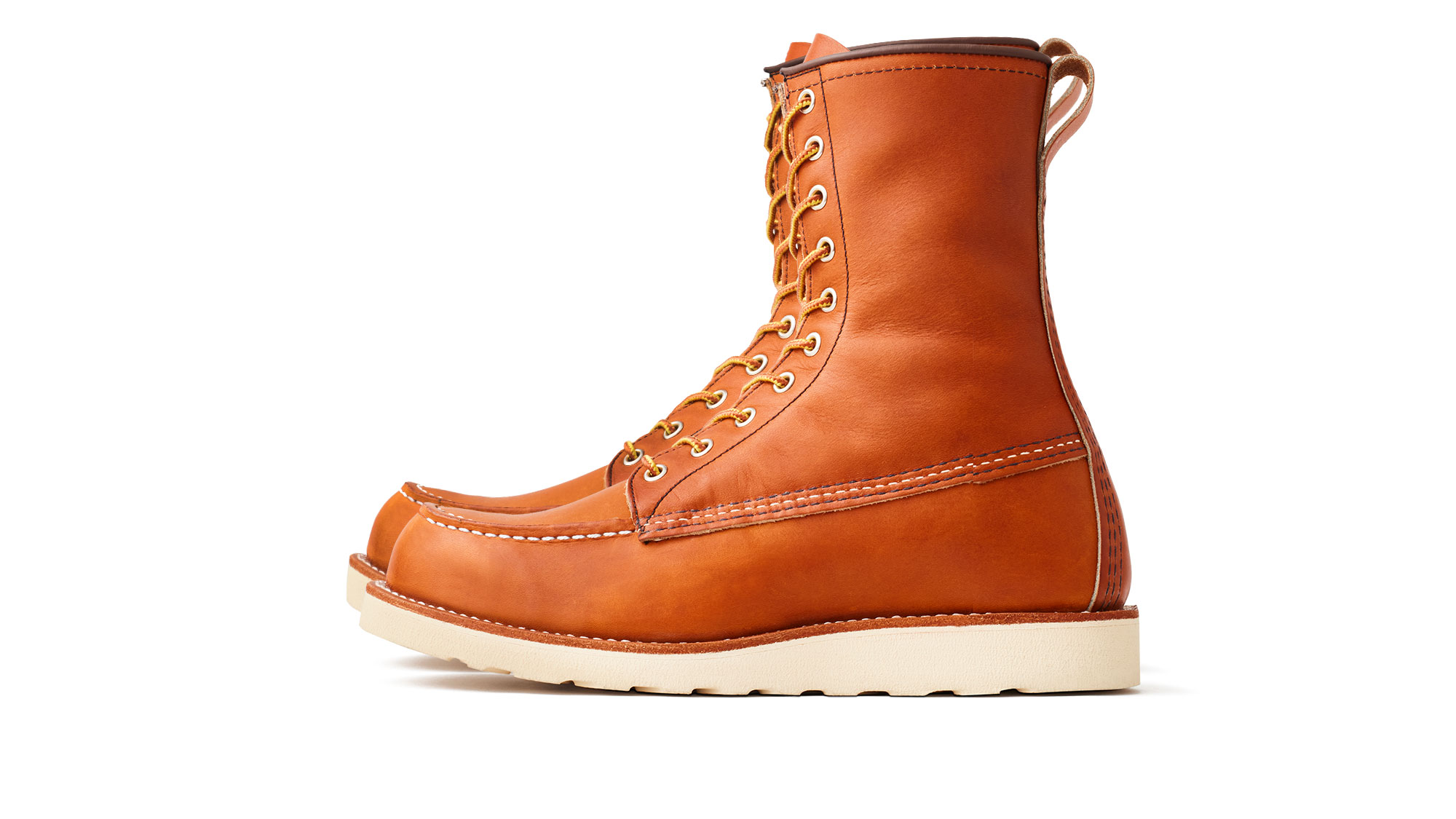 Irish Setter 877