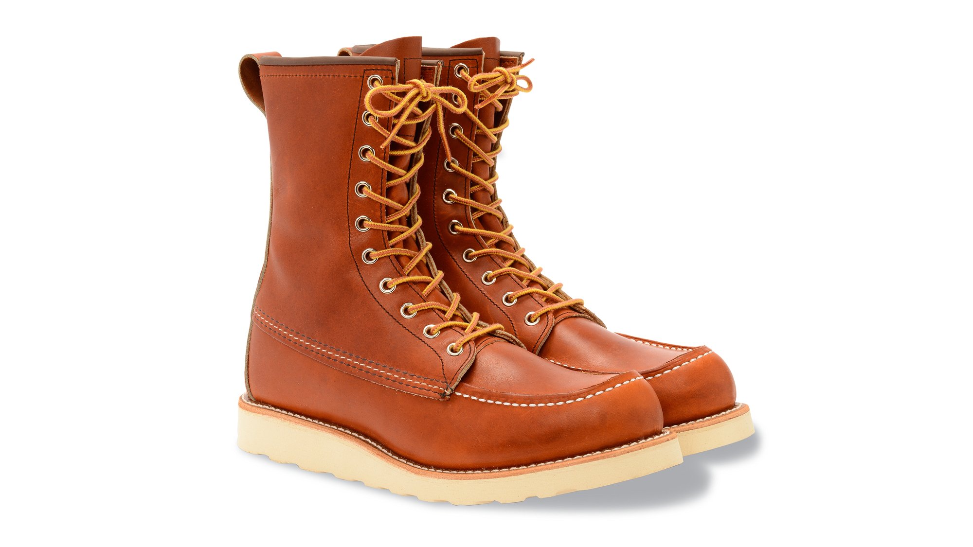 Irish Setter 877 Irish Setter 877