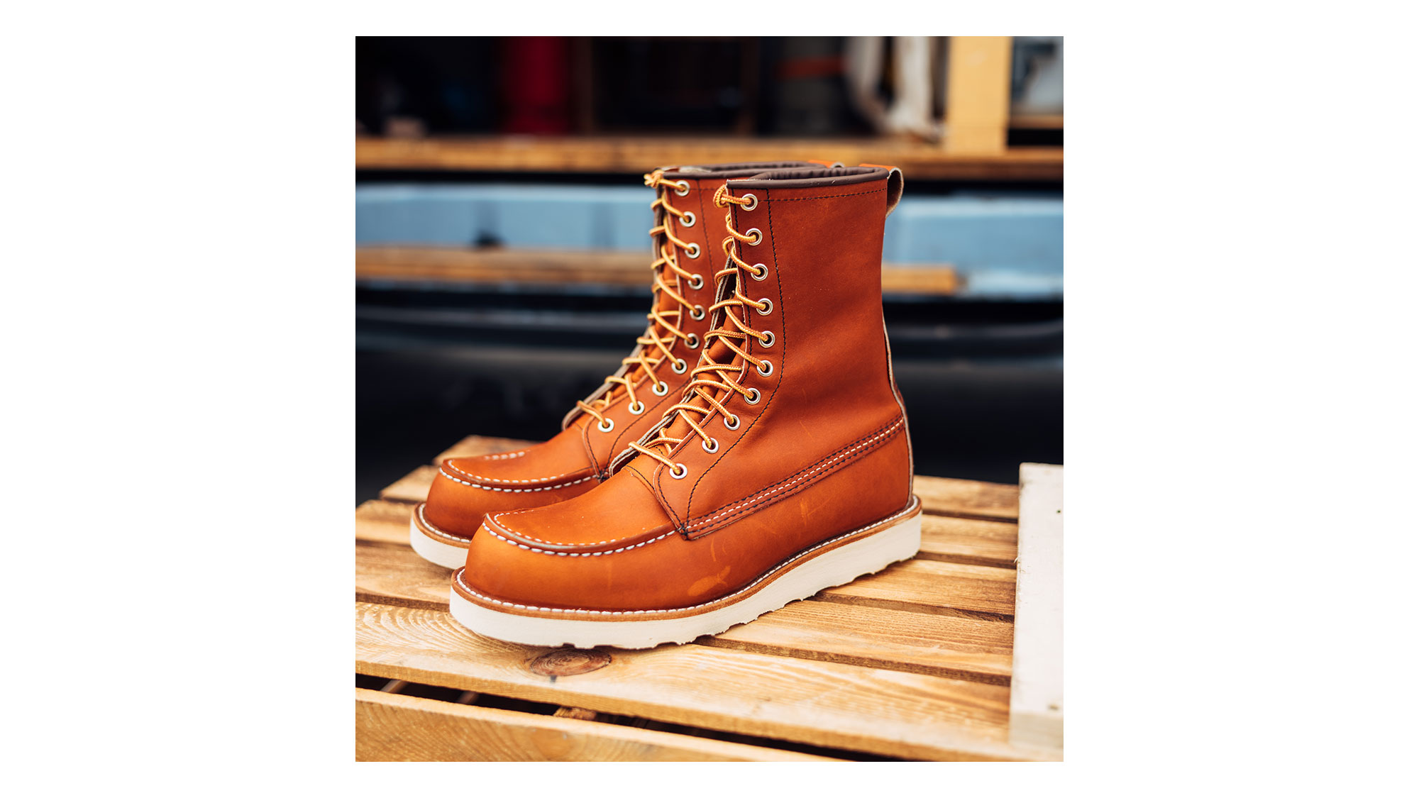 Irish Setter 877