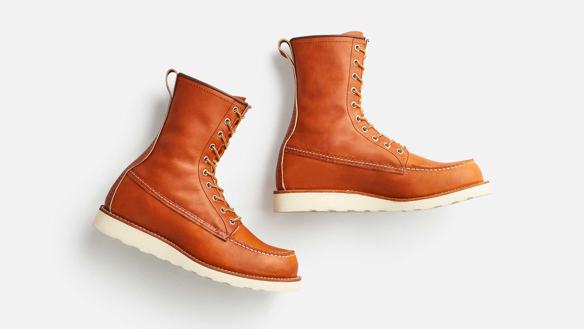 Irish Setter 877