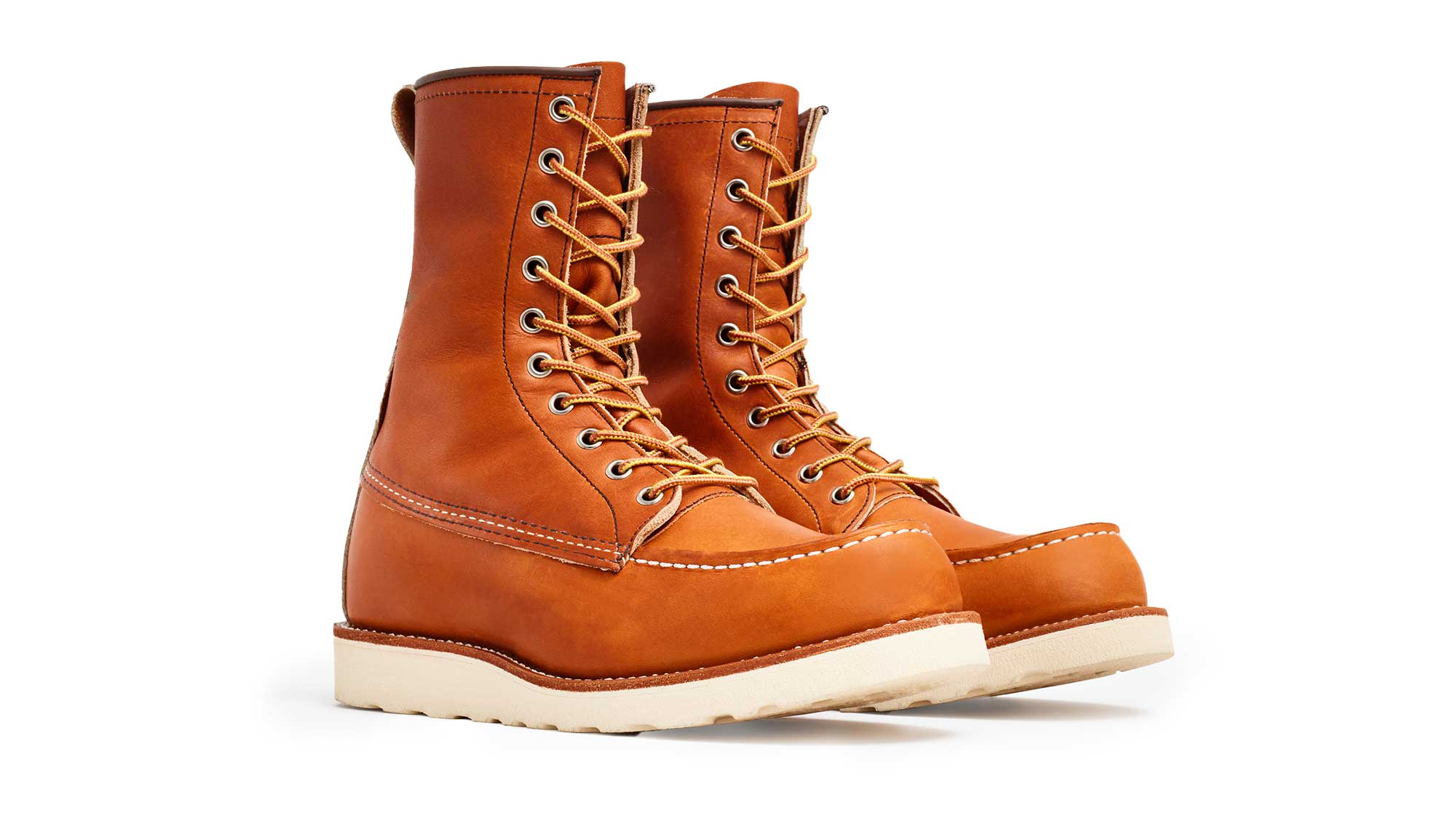 Irish Setter 877