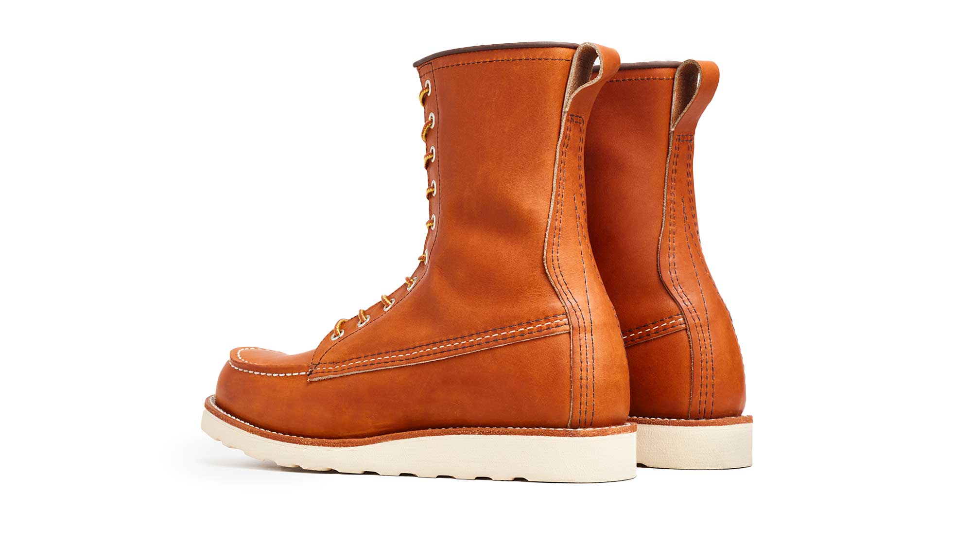 Irish Setter 877