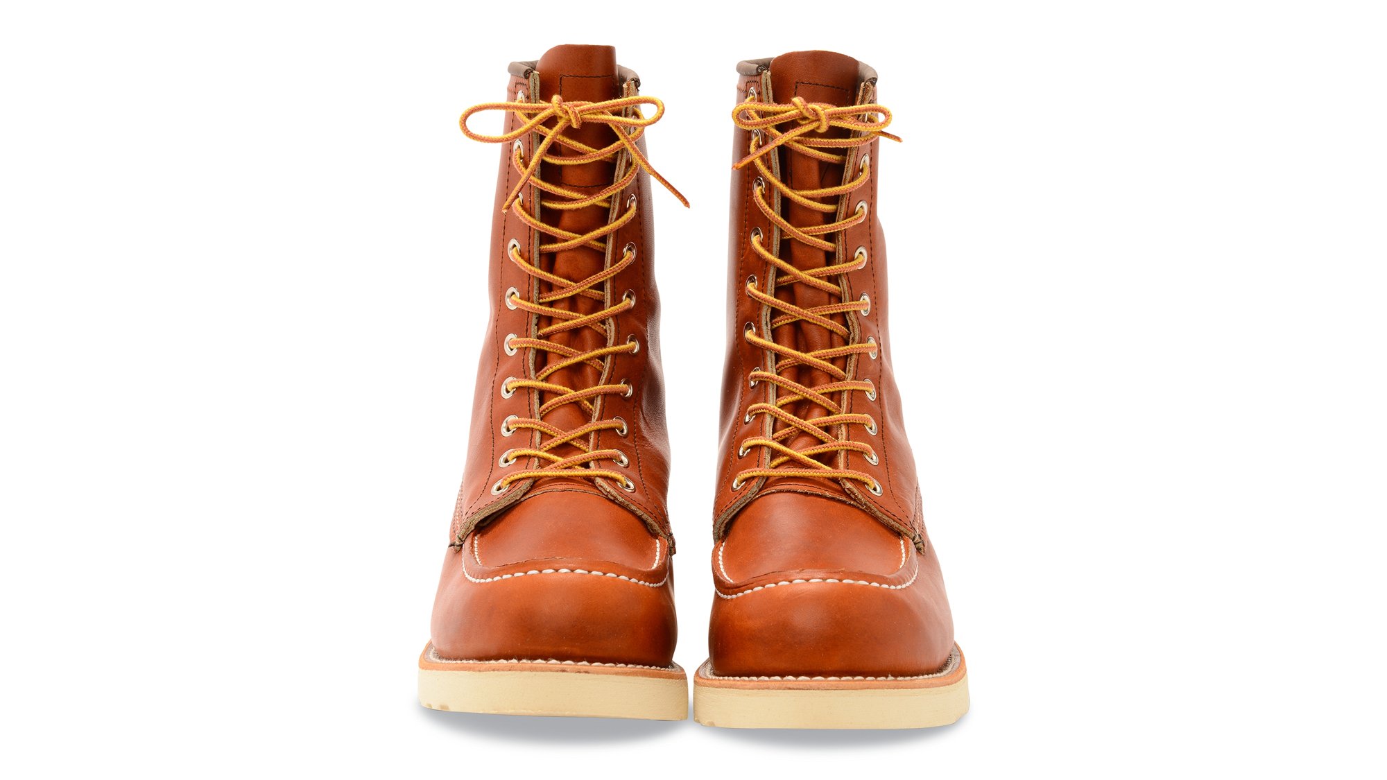 Irish Setter 877 Irish Setter 877