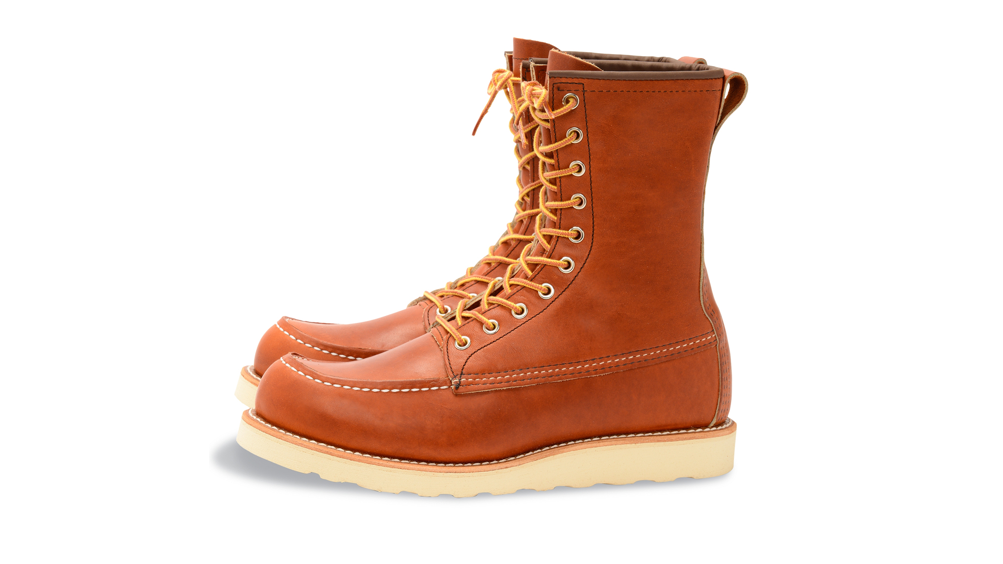 Irish Setter 877
